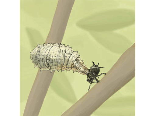 Fliegenlarve Blattlaus fly larva beneficial insects vs pests Nützlinge gegen Schädlinge wissenschaftliche Illustration